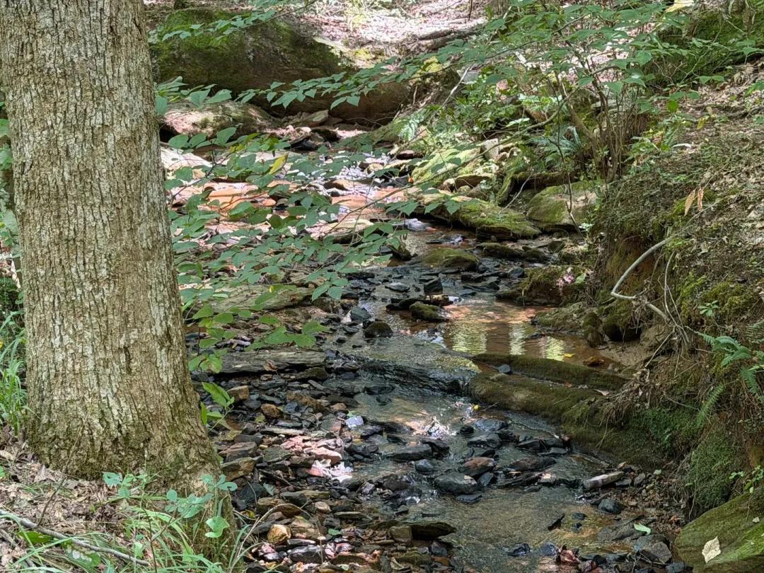 8± Acres of Privacy, Potential & Creekside Charm in Daviston, AL