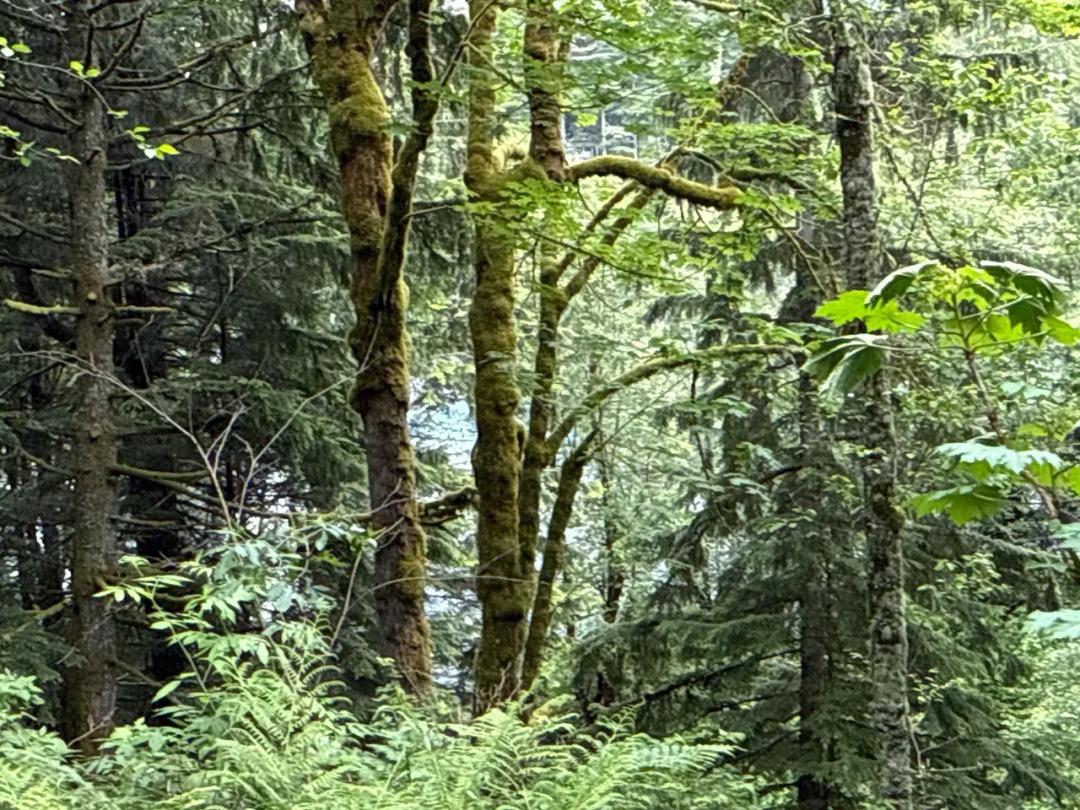 0.782 acres in Enumclaw