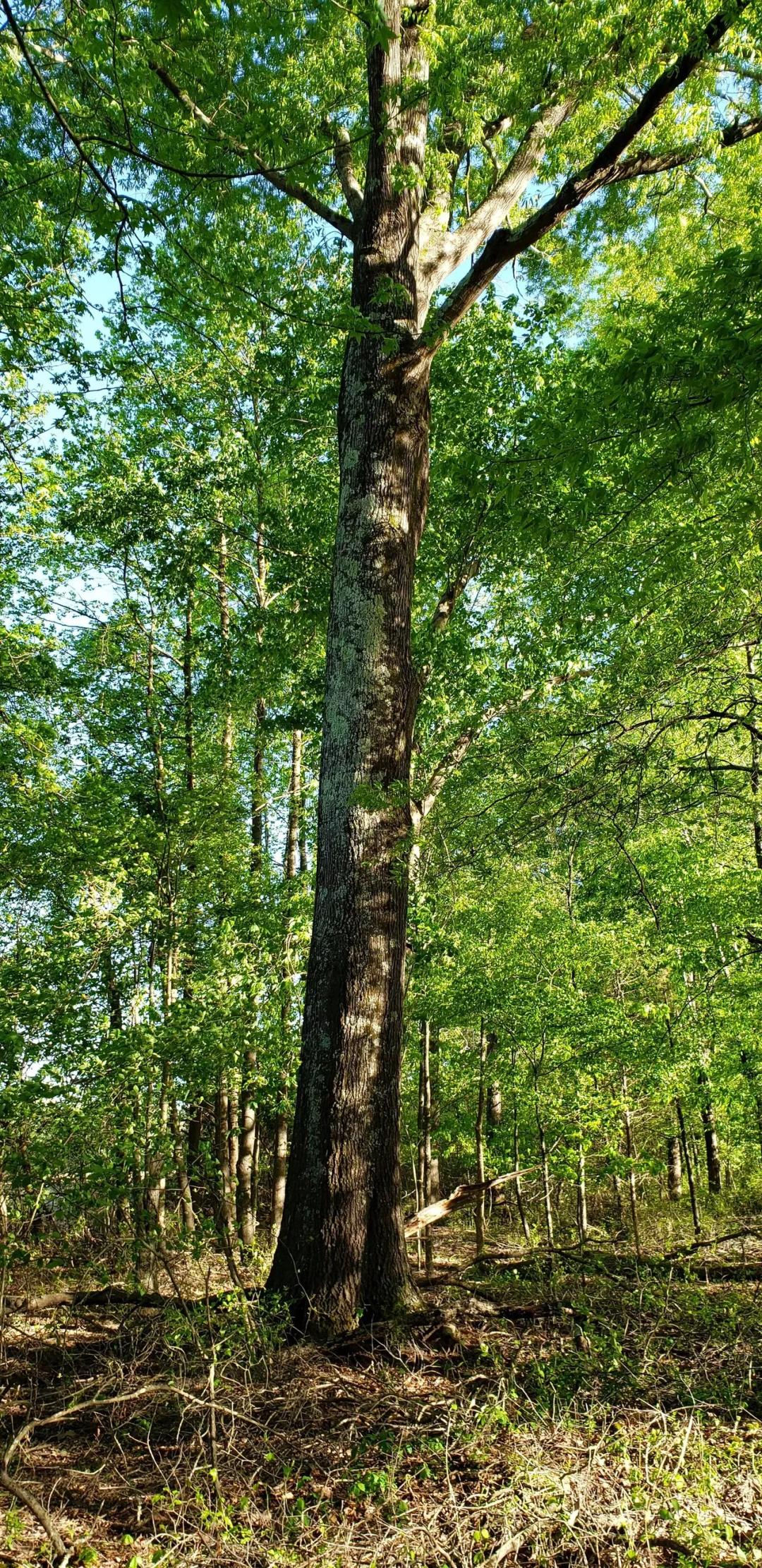 37 ACRE COUNTRY HARDWOOD RETREAT