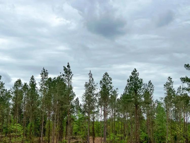 28 Acres | T-25 | CR 2145