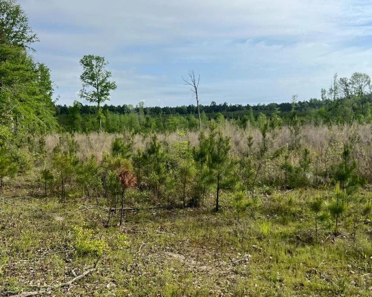 Jackson Parish Timber Tract 8