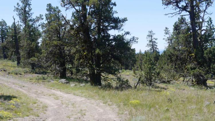 Heavily Treed * Huge Views To The West