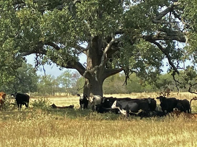 180 acre Texas Cattle Ranch in Mt. Vernon, TX
