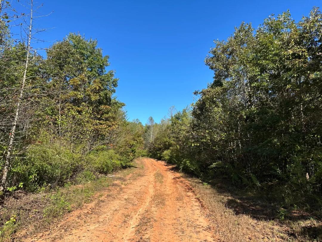 227.80 Acres at 438 Mountain Top Road