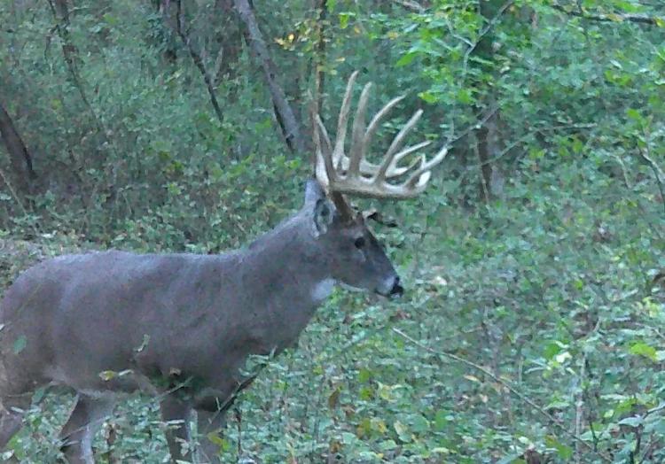 20 Acre Hunting and Recreational Retreat For Sale - Franklin County, IL