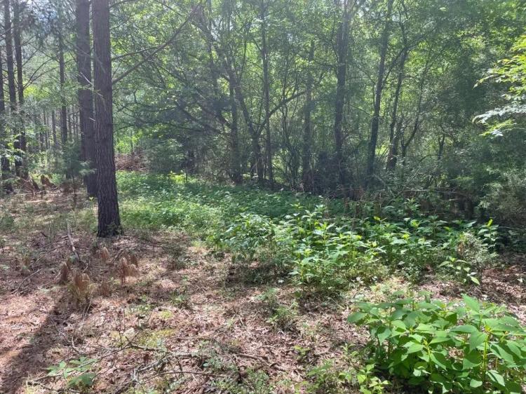 +/-9.4 Acres on Lincoln Road Lot 2 in Gray Court, SC