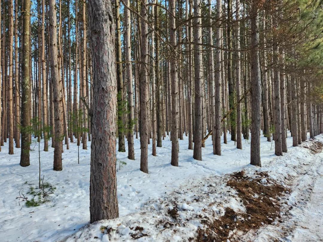 Wooded building sites in Marquette County WI