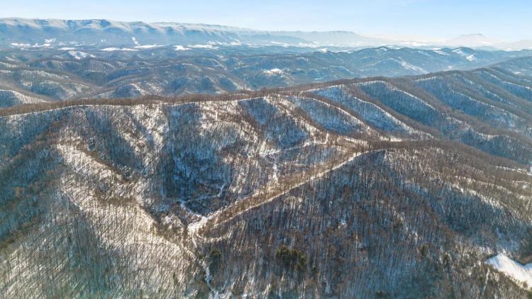 Large Timber Tract for Sale in Bluefield, VA