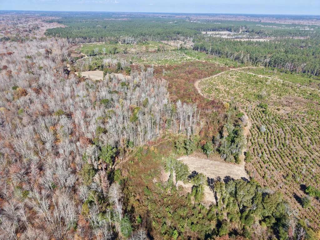 Hampton Co. Whippy Swamp Hunting / Timber Land SC