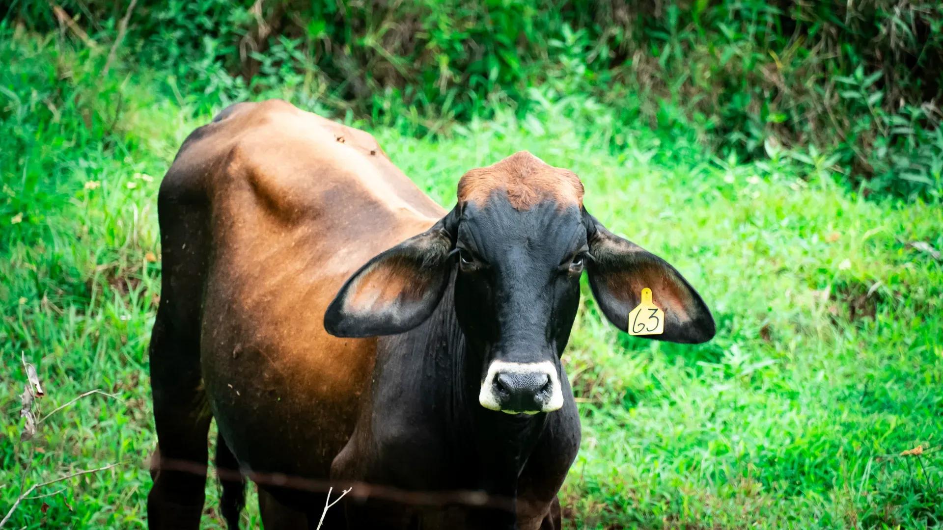 Cattle Costa Rica Hacienda Los Gauchos