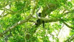Monkey Hacienda Los gauchos Alajuela