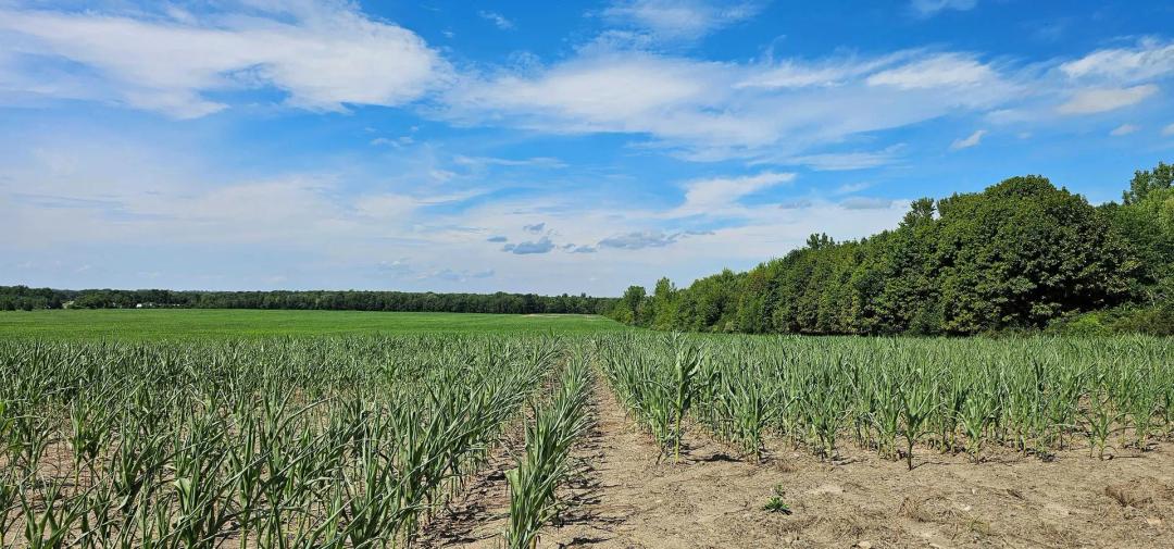 107 acres Farm Investment Property in Romulus NY near Seneca Lake on the Finger Lakes Wine Trail Route 96A