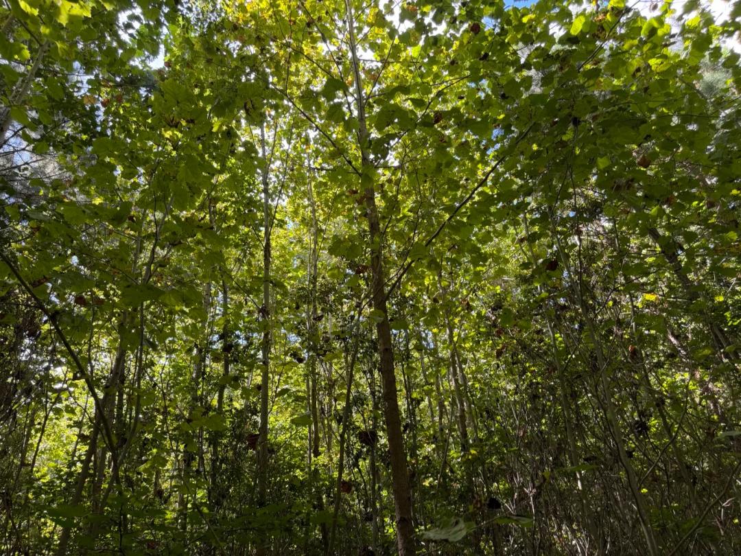 1.03 Acres at 210 Skipper Lane