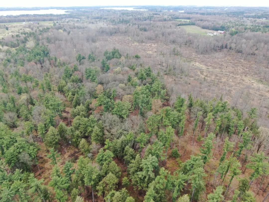 80 Acre Portage County Timber Tract For Sale
