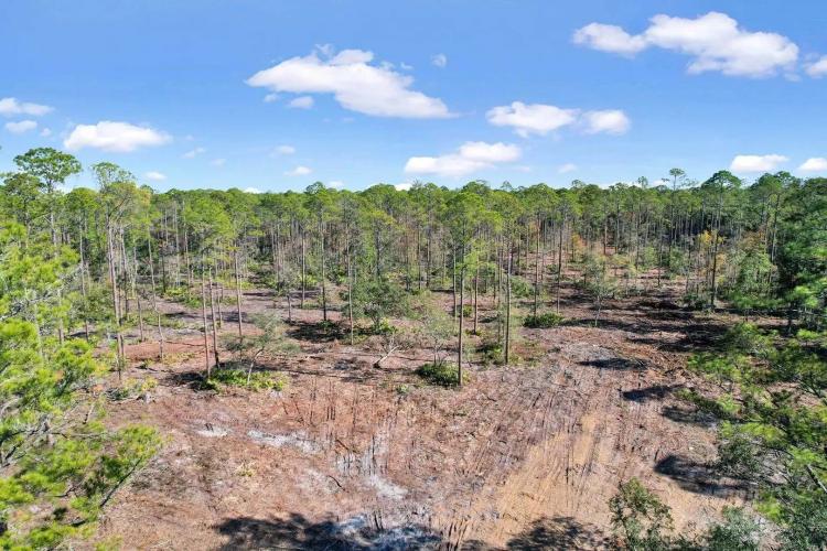 Tract 2 - 12 Acres on HWY 259 in Brantley County