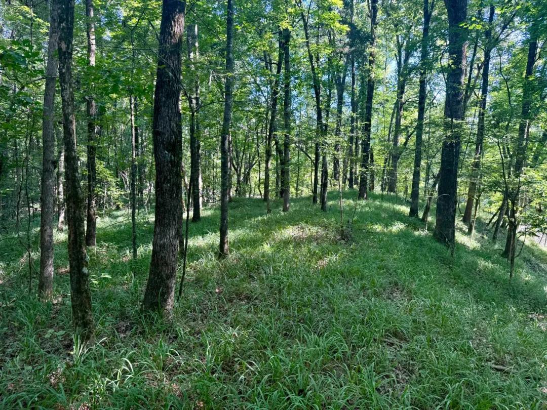37 Acres in Grenada County, MS