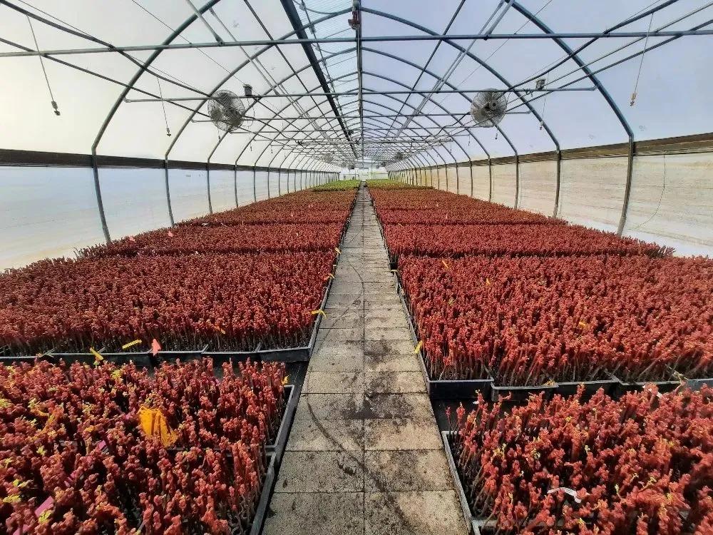Knights Landing Nursery