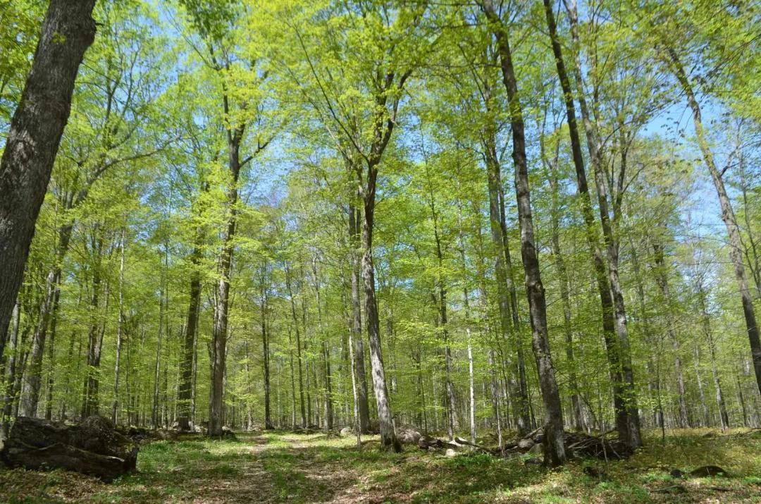 Quality wooded/hunting/building parcel Shawano County