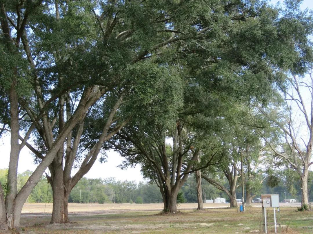 O'Brien 18 Acre Homestead