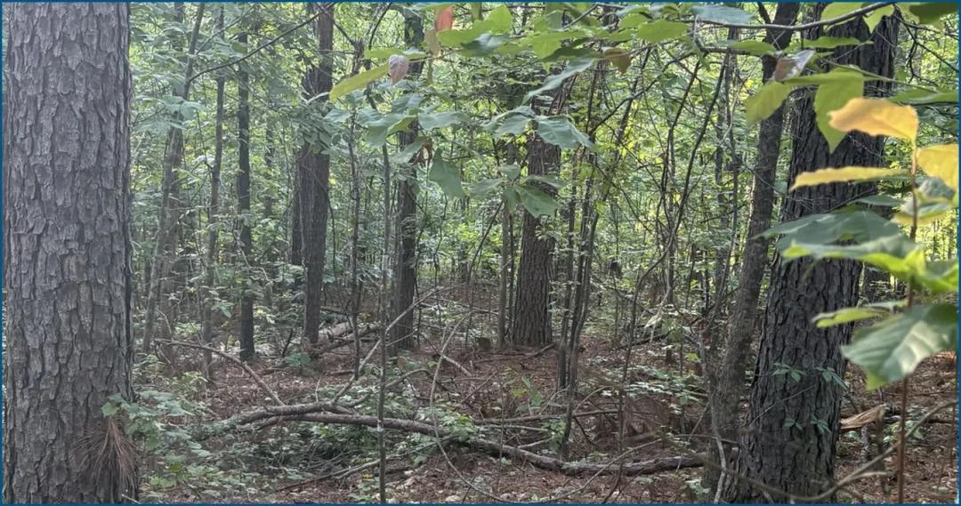 42.5 Acres (Tract 2) in Choctaw County in Stewart, MS