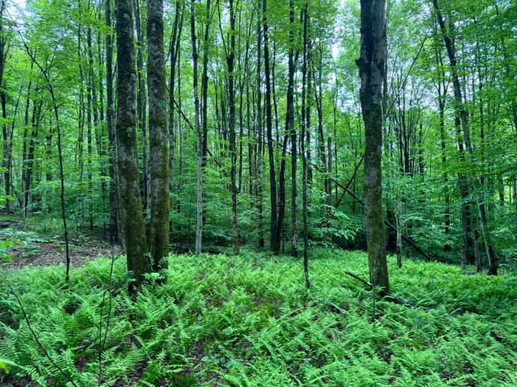 Scenic Southern Tier Acreage