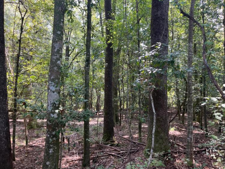1316.00 Acres at 0 Cedar Creek Road