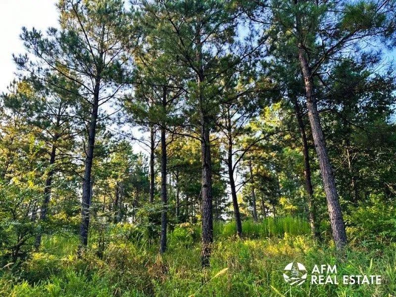 ±104 wooded acres not far from Antlers,OK