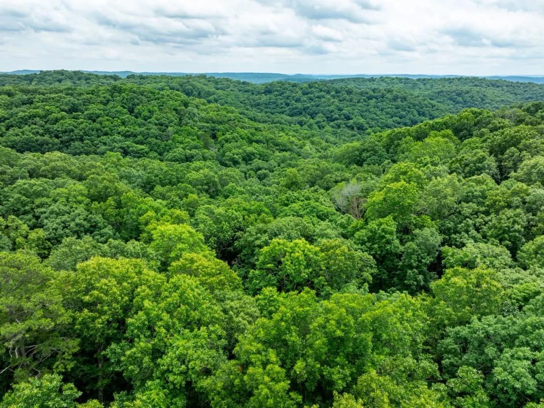 40 +/- Acres, Hunting Land, Timber, No Access, Independence County, AR
