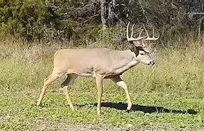 90± Acres of Prime Hunting Land with Potential Build Sites – Saline County