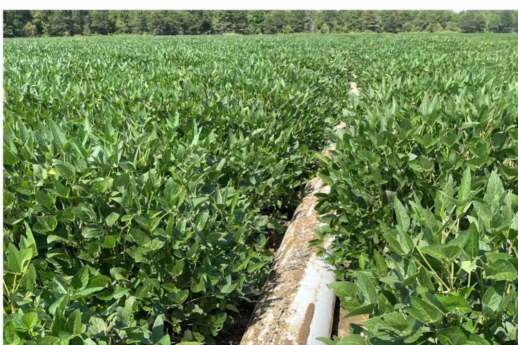 600 Acres in Sharkey County in Rolling Fork, MS 