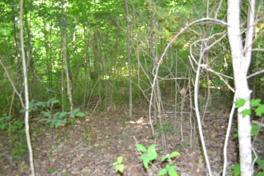 5 AC TOTALLY WOODED – LEVEL TO A GENTLE ROLL – IDEAL BUILDING SITE FOR YOUR NEW HOME