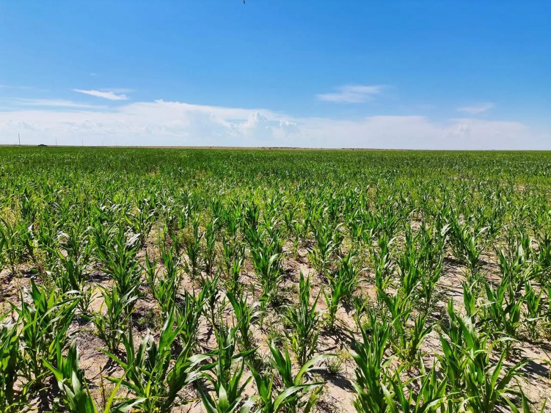 Quarter Section of Cropland with Wind Development Lease