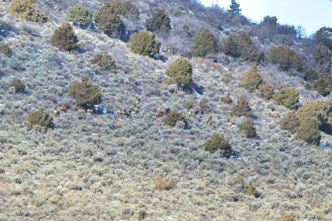 Oak Meadows Ranch