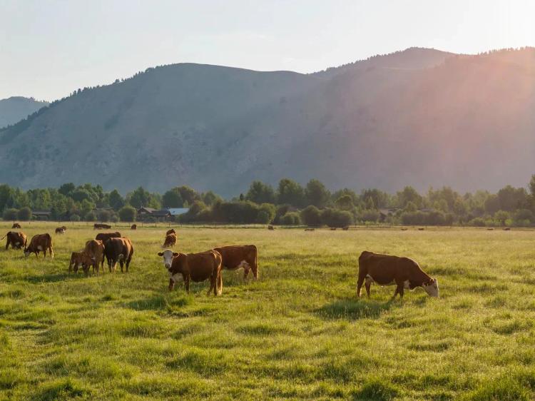 Historic Jackson Hole Ranch 