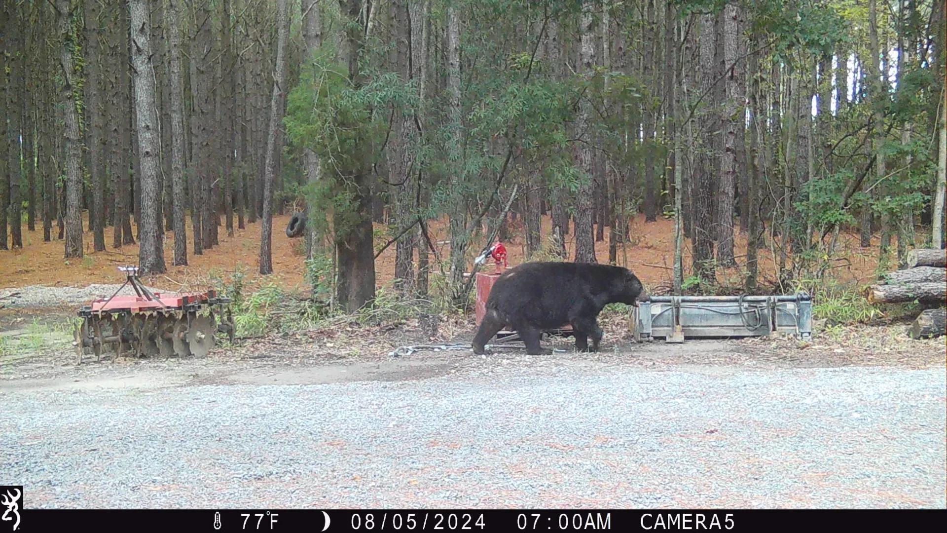 08 05 24 Bears