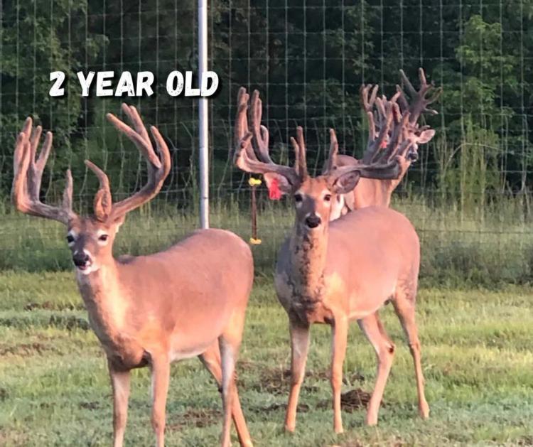 Relentless Whitetails Hunting Preserve