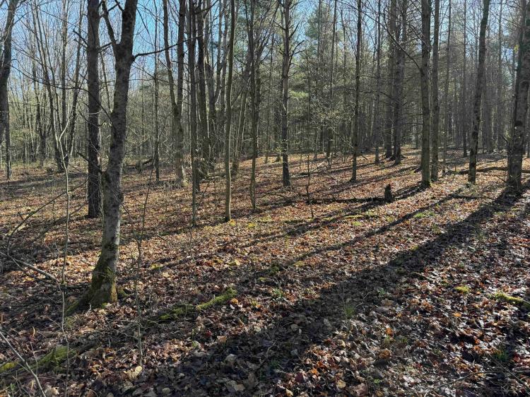 8 acre Building Lot and Recreational Land in Arkport NY Neu Road