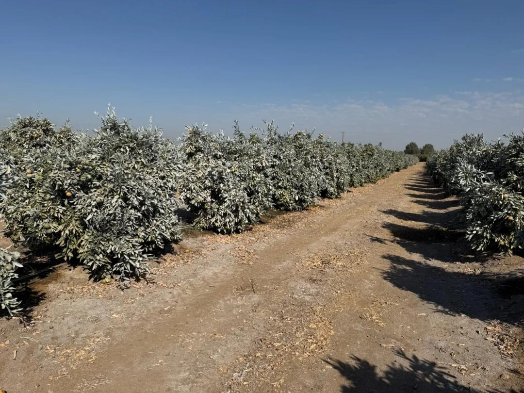 82.29 Acres at 26672 Road 180