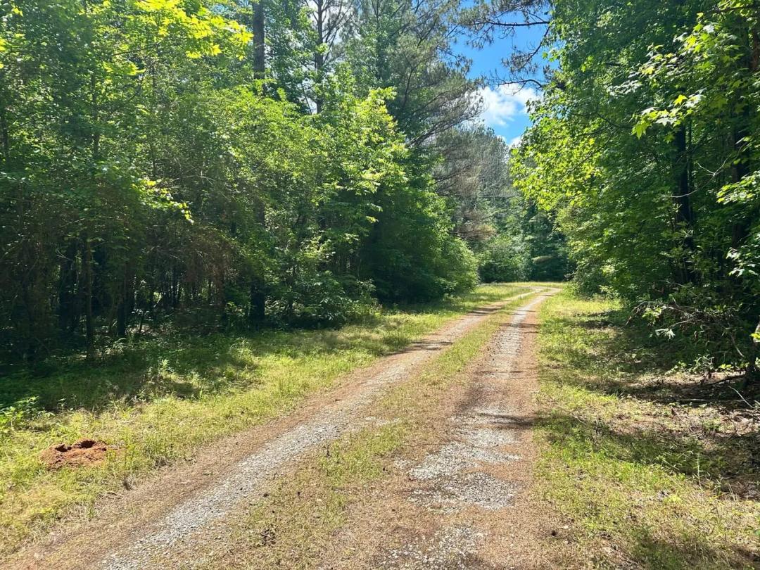 +/- 236 Acres Aliceville Alabama