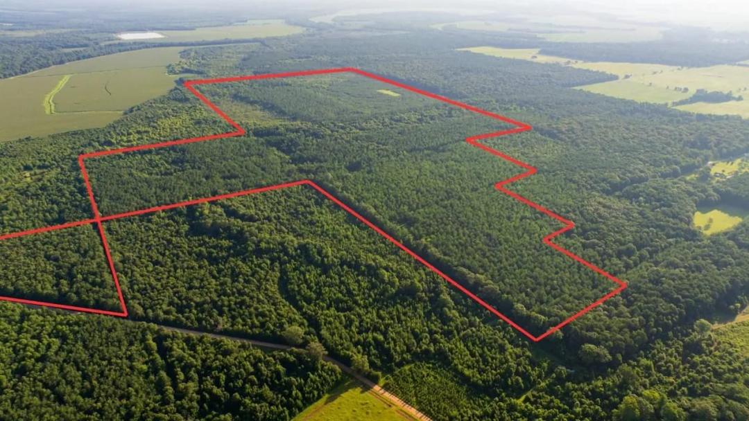 Jelks Bayou 360 - Timber and Hunting Investment Morehouse Parish