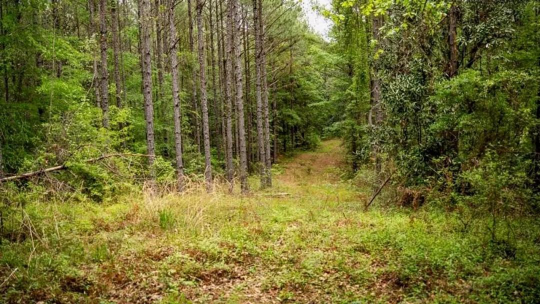 Hunting Property Homochitto Nat'l Forest Wilkinson Co MS