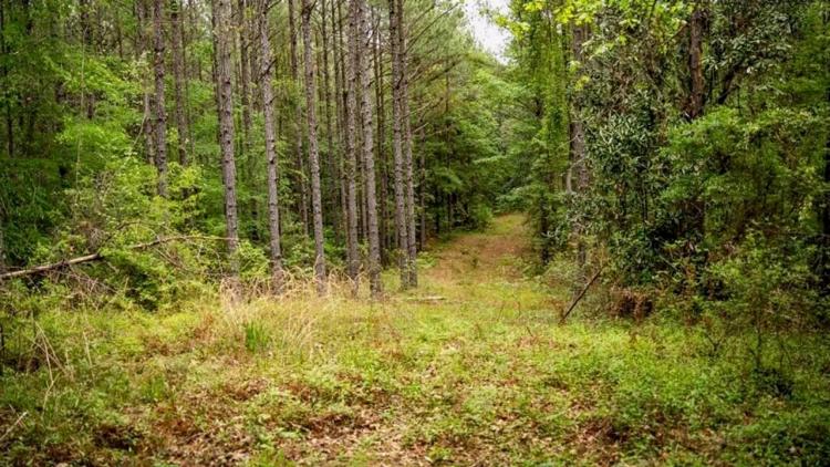 Hunting Property Homochitto Nat'l Forest Wilkinson Co MS