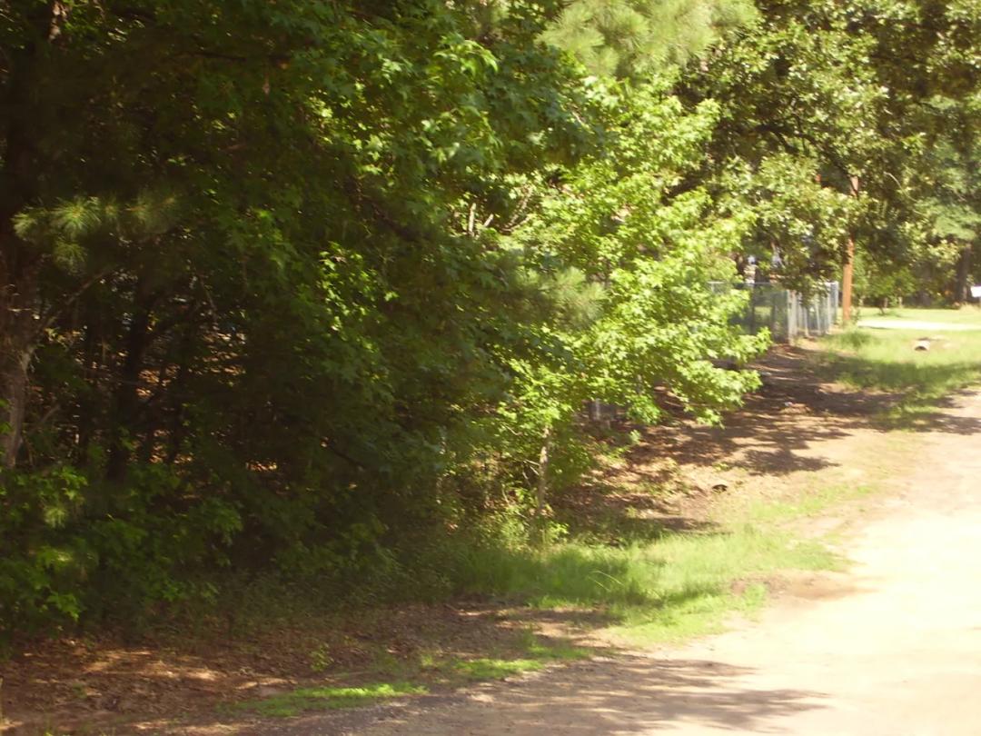 Forest Grove on the Shores of Lake Palestine 2 adjoining Heavily treed lots