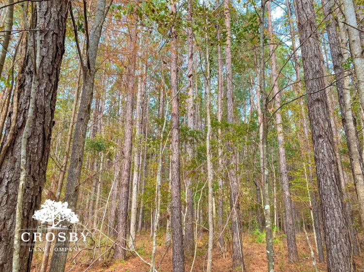72.90 Acres at 0 Possum Point Road