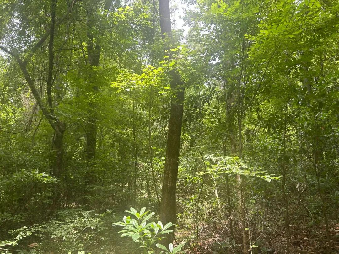 2.6 Acres in Caldwell Parish, LA 