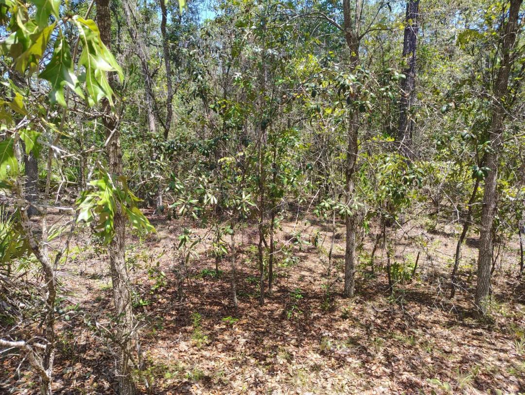 Nice Wooded Lot