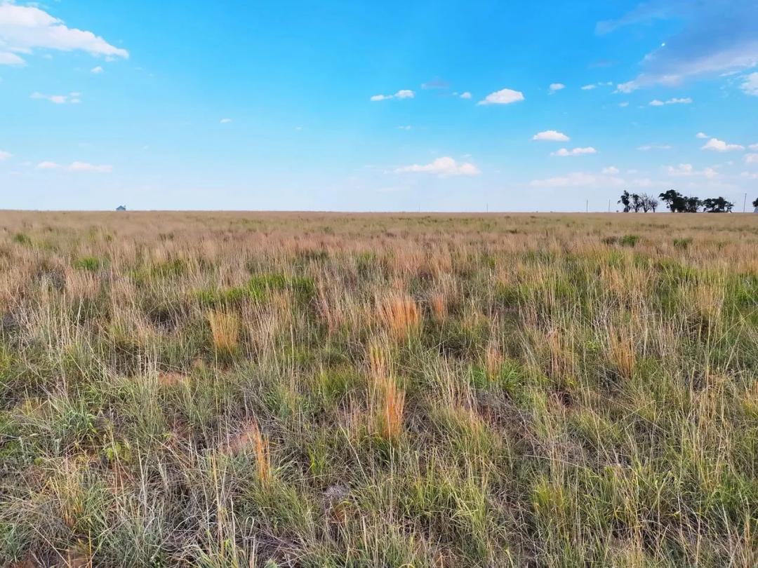 1/5 Undivided Interest (Surface Rights Only) | CRP Income Property with Excellent Hunting Opportunities