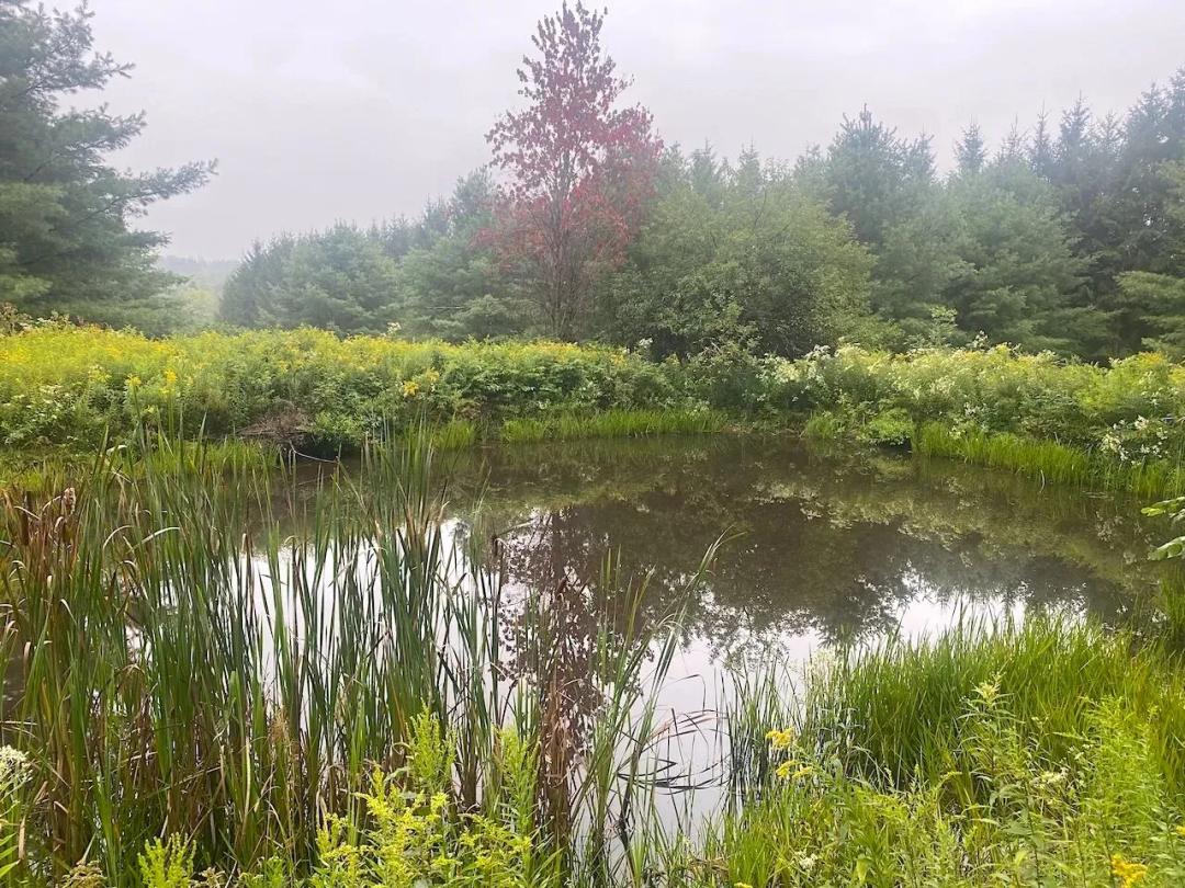 19 acres Recreational Land with Pond borders Turnpike State Forest in West Almond NY South Rd