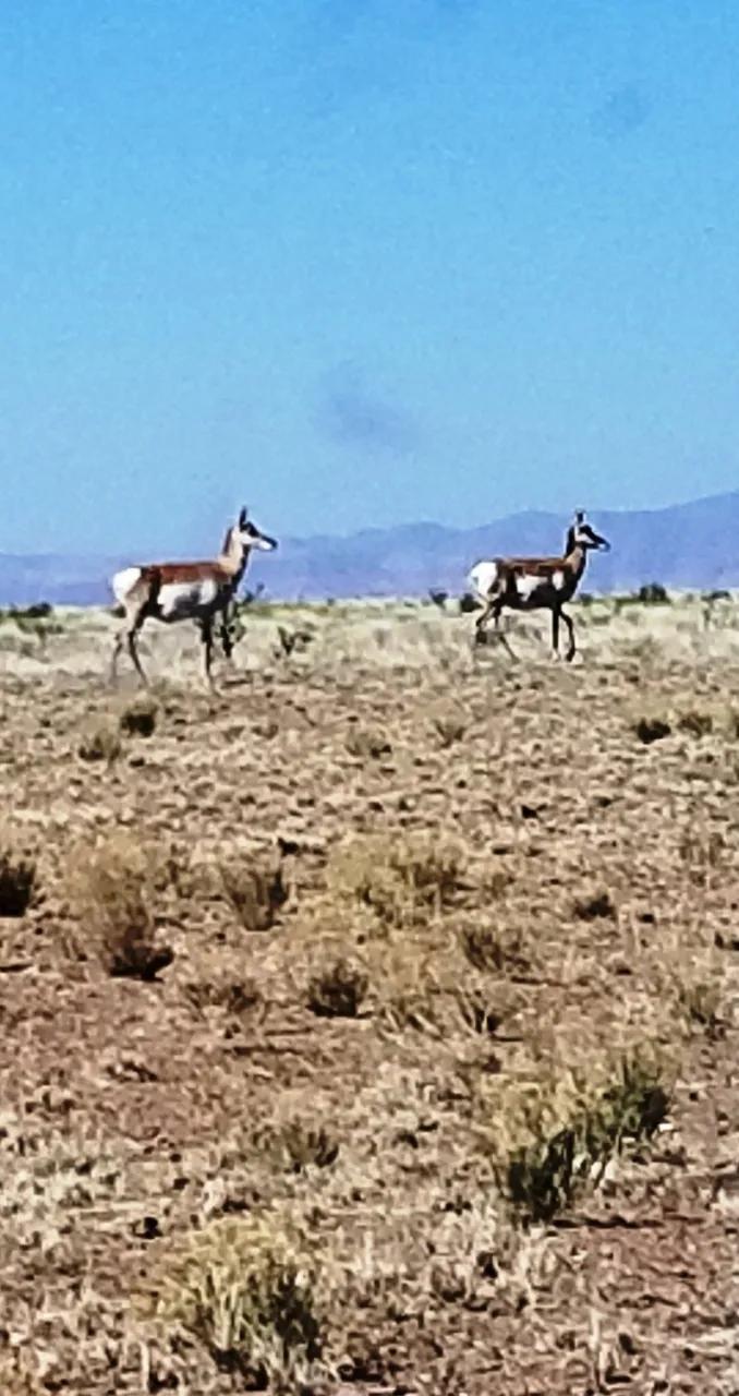 Rolling Hills * Views * Wildlife