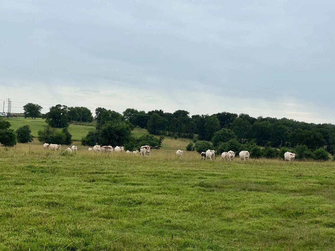 ~ 44.6 A Rolling Thunder Cattle Ranch for Sale Near Durant, OK!